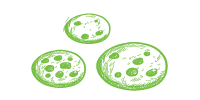 greenspoon